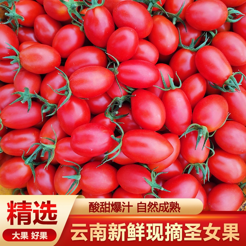 云南新鲜现摘小番茄新鲜小柿子爆汁圣女果新鲜水果5斤生吃蔬菜