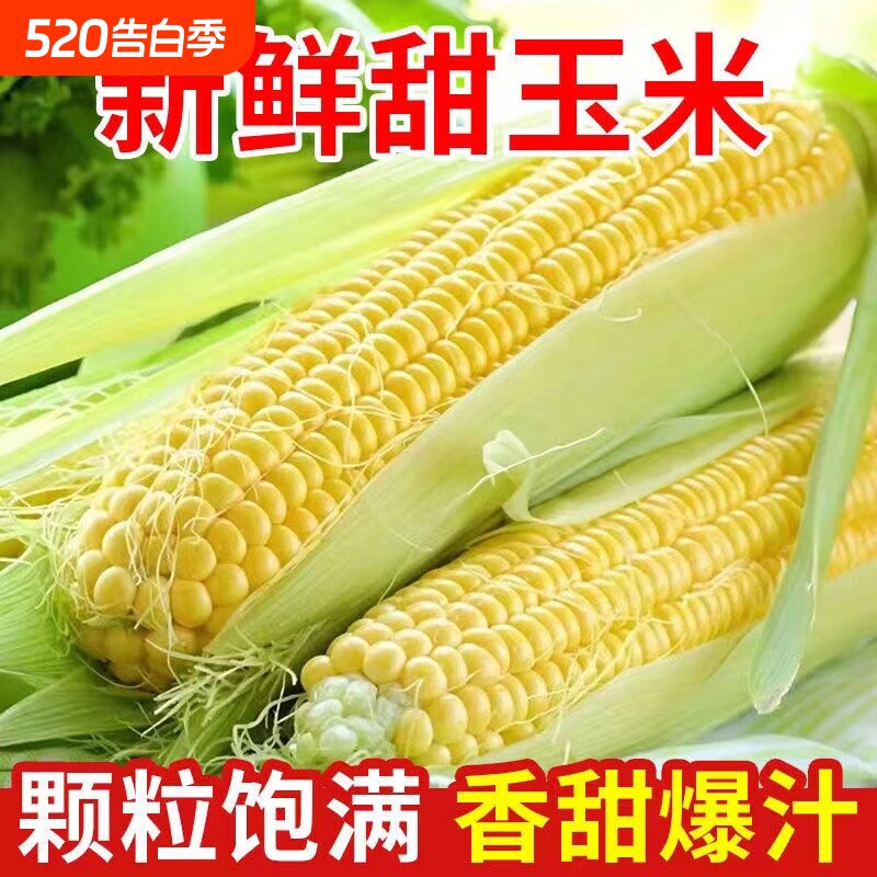 甜玉米新鲜水果玉米现摘带皮农家棒子鲜嫩黄玉米9斤包邮散装早餐