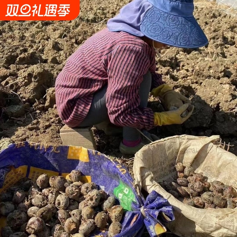 广西荔浦马蹄正宗荸荠地栗地梨