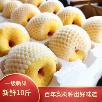 安徽砀山梨酥梨老树梨脆甜多汁