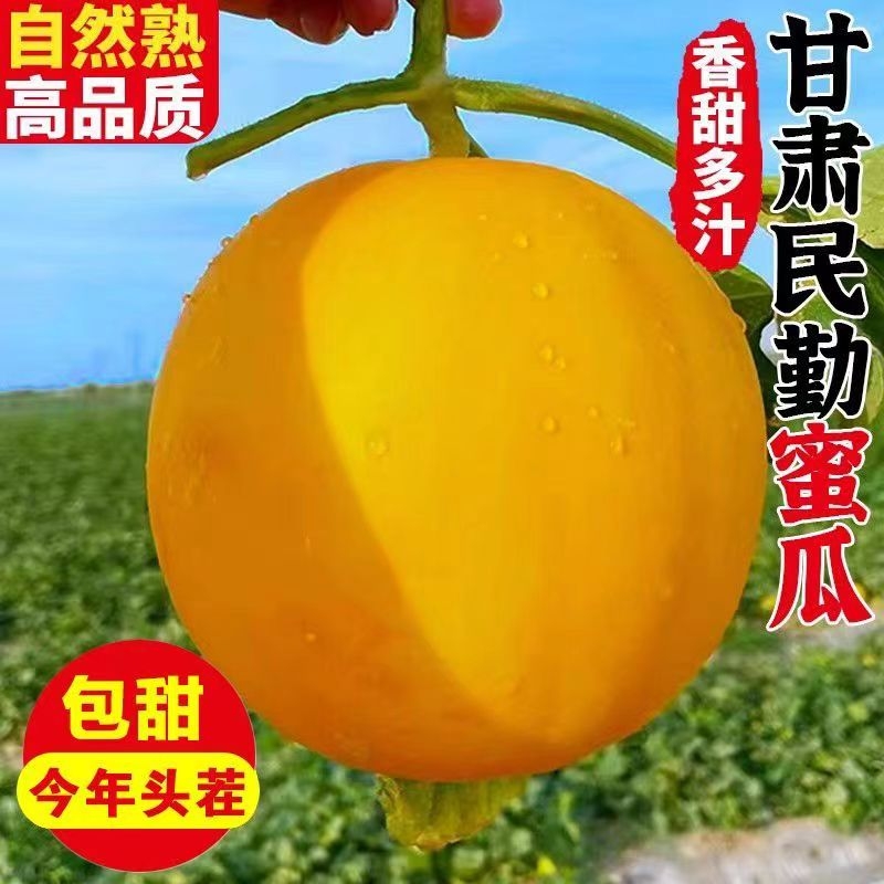 甘肃民勤蜜瓜黄河蜜瓜新鲜水果甜瓜当季沙漠黄皮脆甜时令香瓜头茬