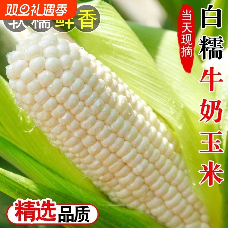 新鲜白糯牛奶玉米5-9斤当季现摘嫩苞谷甜糯玉米棒子包邮普通散装