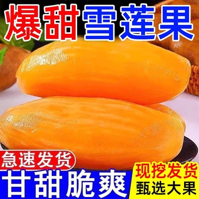 现摘现发正宗云南雪莲果新鲜水果黄心红心特级大果脆甜爽脆整箱