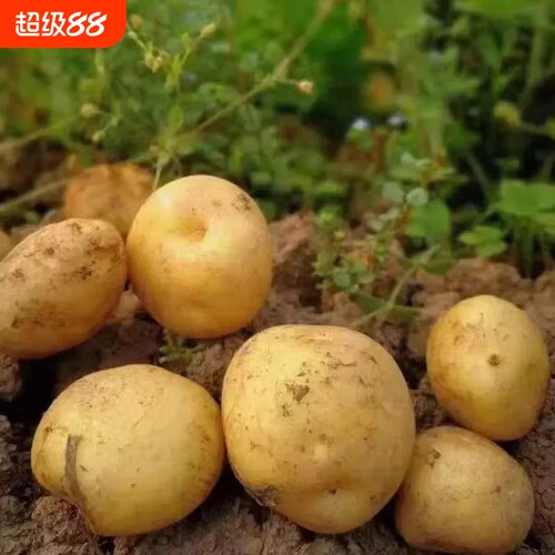 贵州毕节农家自种黄心高山土豆
