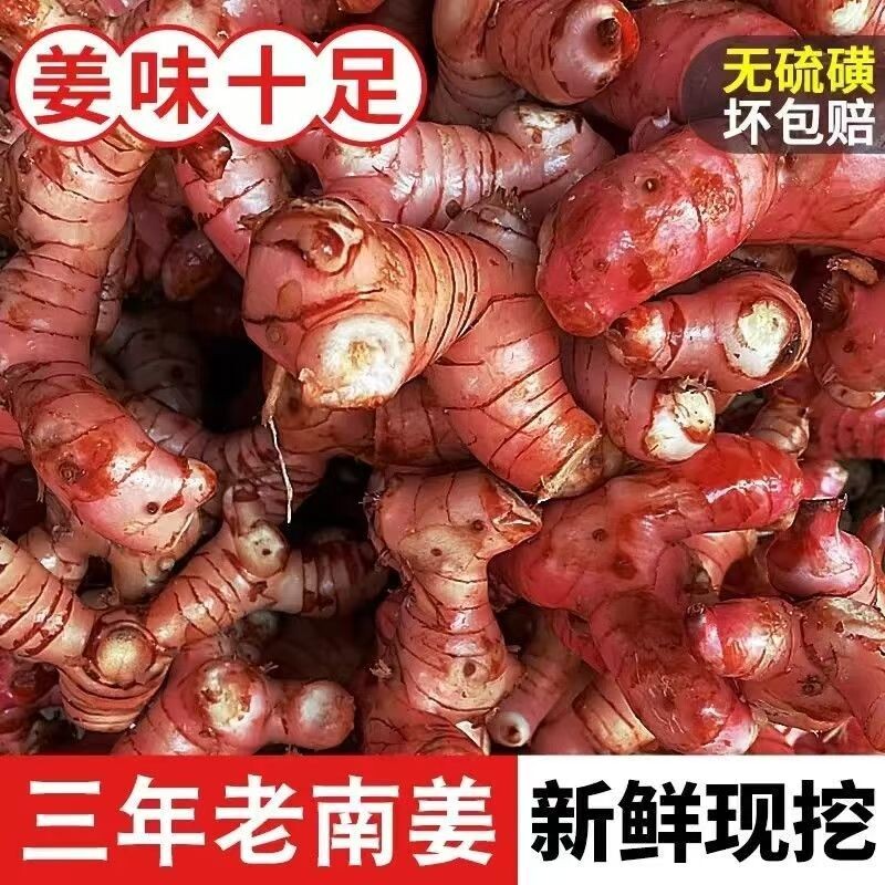 正宗广东红皮老南姜新鲜现挖生姜应季提味调料野山姜潮汕特产批发