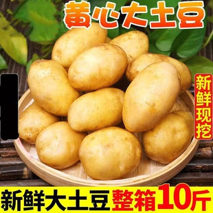 当季 蔬菜正宗土家特产洋芋马铃薯 包邮 2026年新土豆新鲜黄心10斤