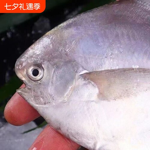 国产银鲳鱼鲳鱼新鲜海捕批发生鲜大鲳鱼冷冻海产海鲜水产