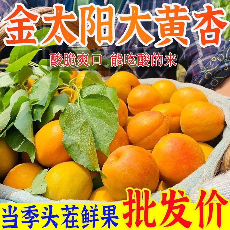 2026头茬大黄杏金太阳黄肉杏子现摘酸爽久放甜软当季鲜果孕妇水果