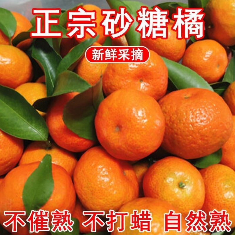 正宗广西沙糖桔应季新鲜水果产地新鲜采摘沙糖桔小橘子柑橘多汁儿,水产肉类/新鲜蔬果/熟食,桔子,淘宝优惠券,粉丝福利购,淘宝优惠卷
