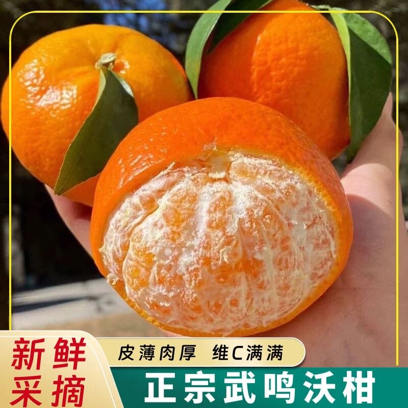 正宗广西武鸣沃柑新鲜水果柑橘现摘沃柑孕妇水果应季包邮采摘鲜果