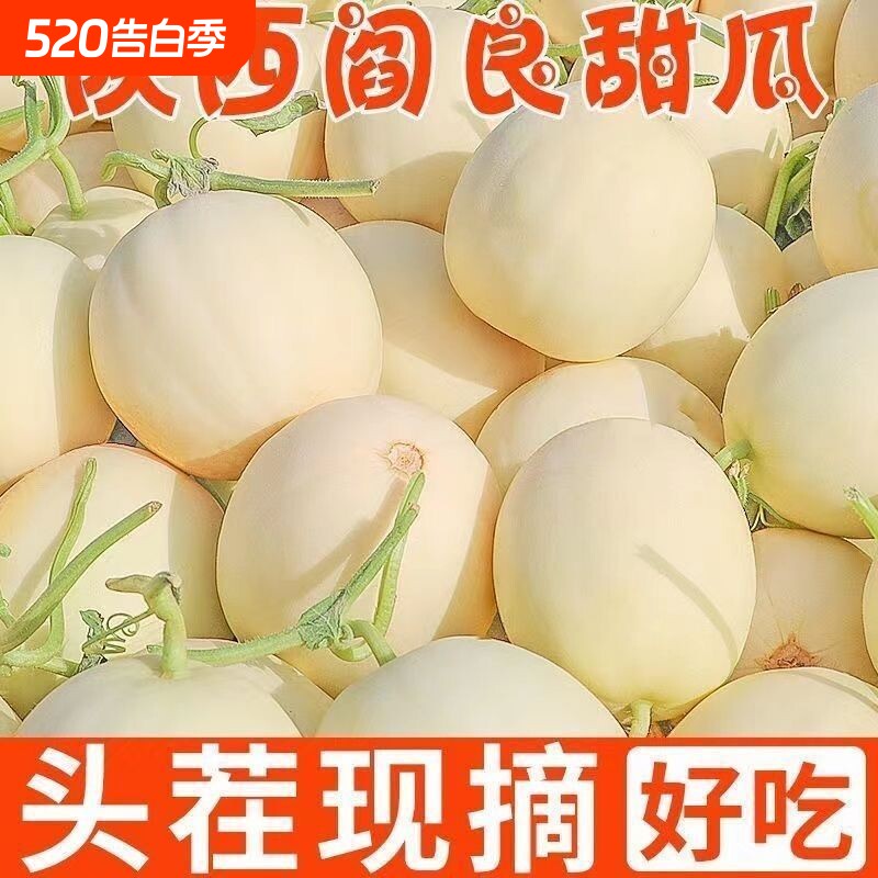陕西正宗当季现摘阎良甜瓜新鲜水果当季白皮香瓜脆甜蜜瓜特价