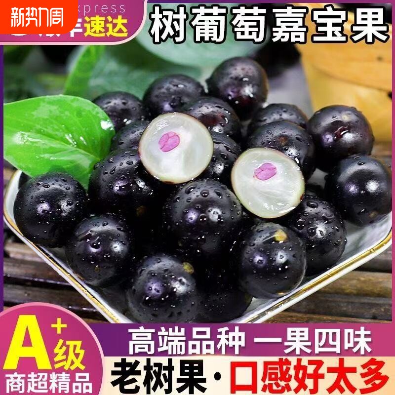 嘉宝果鲜果树葡萄新鲜水果当季孕妇水果当天现摘现发顺丰包邮