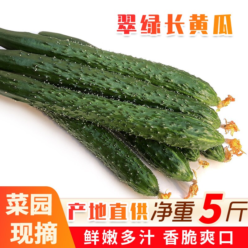 山东当季现摘黄瓜新鲜农家自种蔬菜小青瓜带刺长5斤包邮凉拌直供