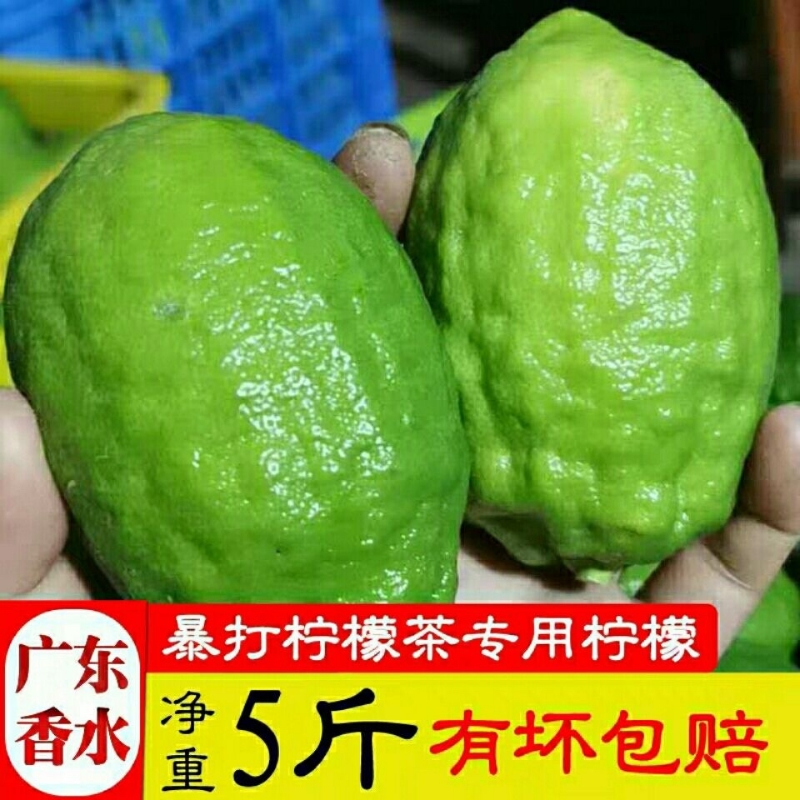 【果园现发】广东香水柠檬精选一级果手打柠檬茶奶茶店商用无籽