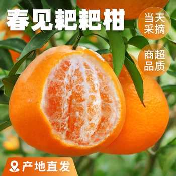 正宗四川眉山春见耙耙柑手剥桔子新鲜采摘产地直发天然维c柑橘实付10.9元到手包邮