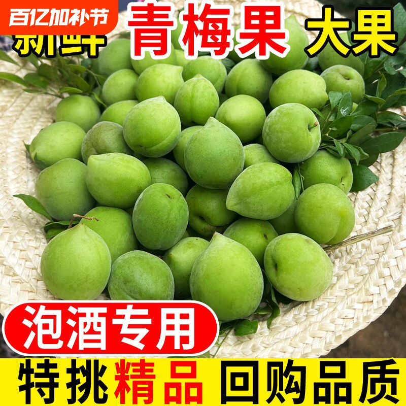 高山青梅果泡酒专用新鲜现摘鲜果深山野生酸梅子新鲜果大果白粉梅