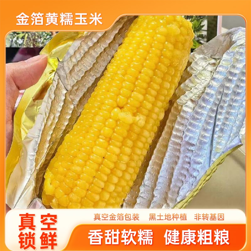 东北黄糯玉米软糯香甜拉丝10支金箔款黑土地真空粘玉米黏棒子苞米