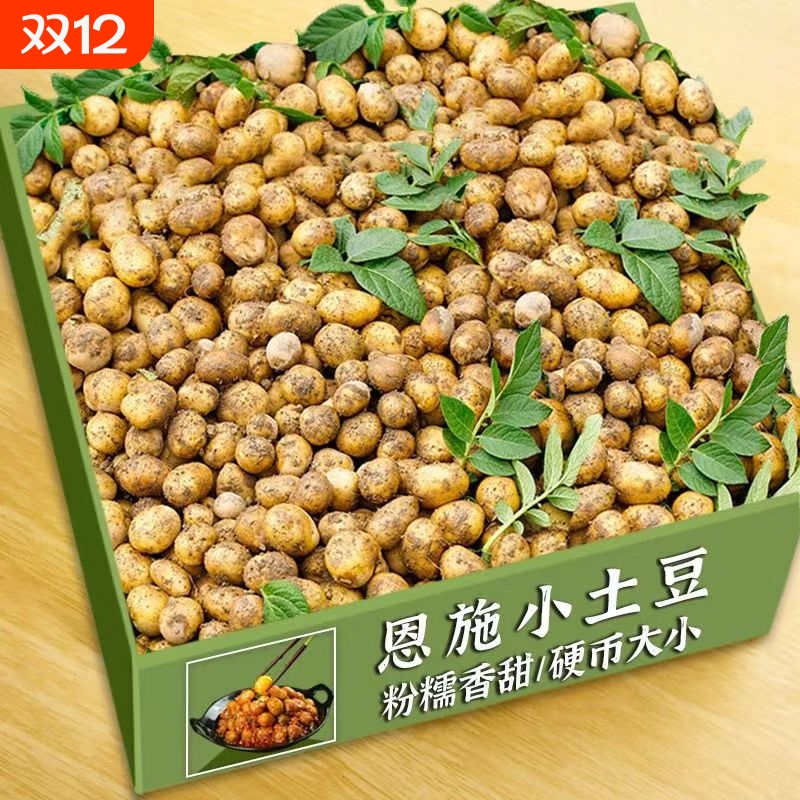 恩施黄心迷你小土豆新鲜老品种洋芋农家自种珍珠