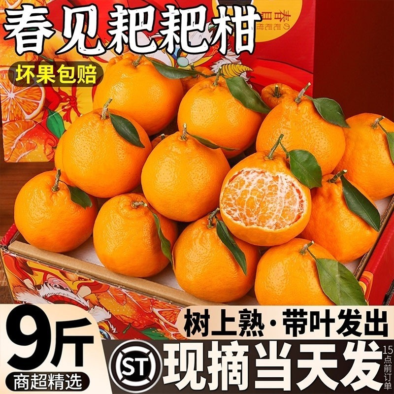春见耙耙柑粑粑柑水果新鲜应当季整箱橘子正宗四川现摘发货丑蜜桔