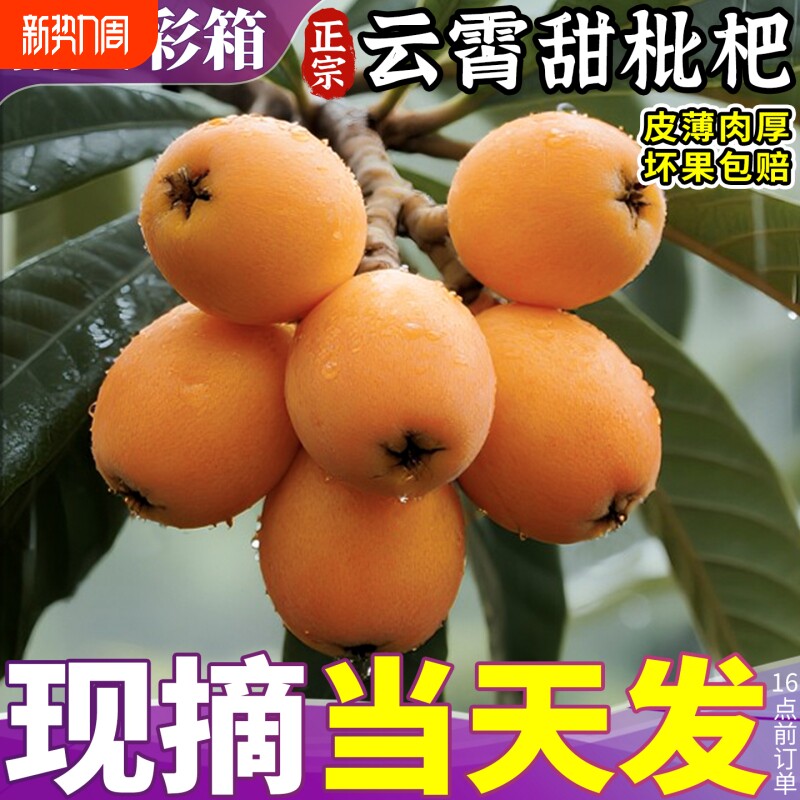 云霄枇杷鲜果5斤大果新鲜水果当季甜琵琶果批把现摘现发包邮源头