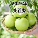 脆甜多汁整箱批發翠冠 青皮梨正宗酥梨皇冠梨皮薄新鮮梨子當季