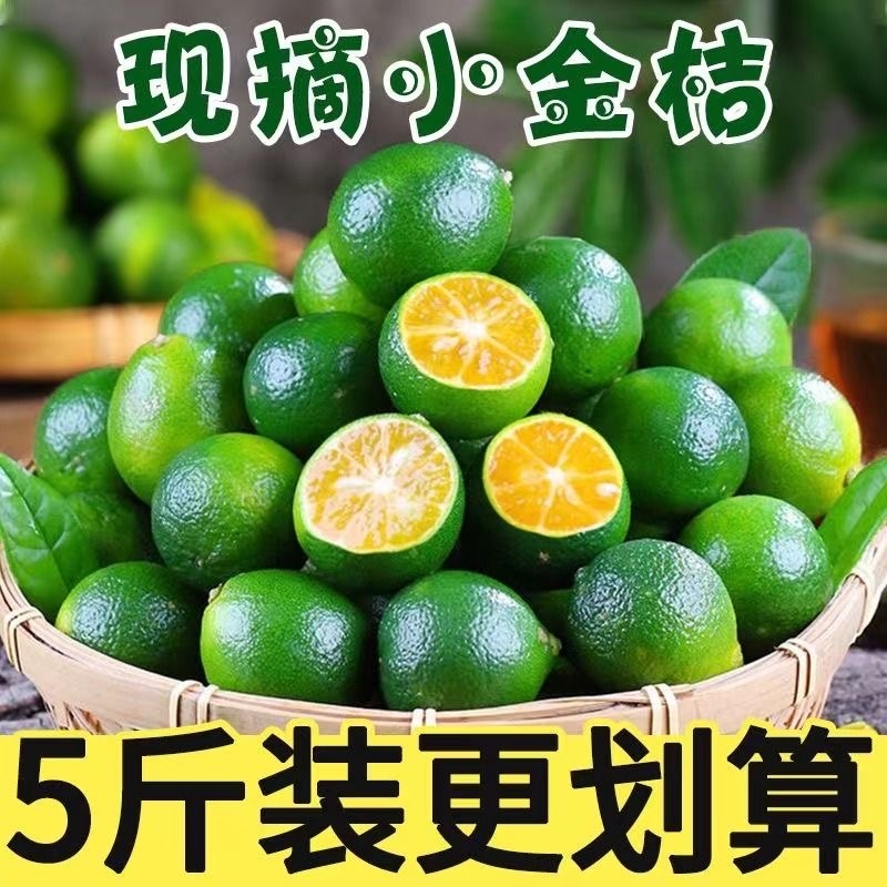海南小金桔新鲜奶茶店专用