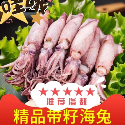 带籽籽乌海兔子满籽新鲜活笔管鱼