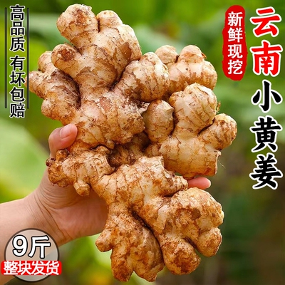 老姜云南小黄姜5斤9斤新鲜生姜