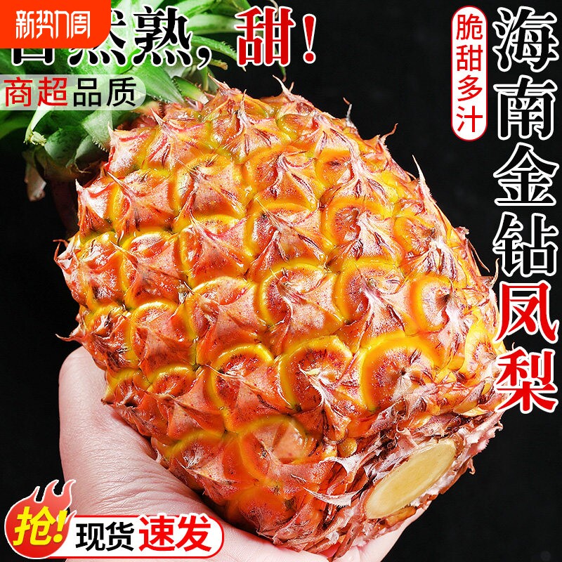 海南正宗金钻凤梨热带新鲜当季树上熟无眼无刺免泡盐水手撕水果