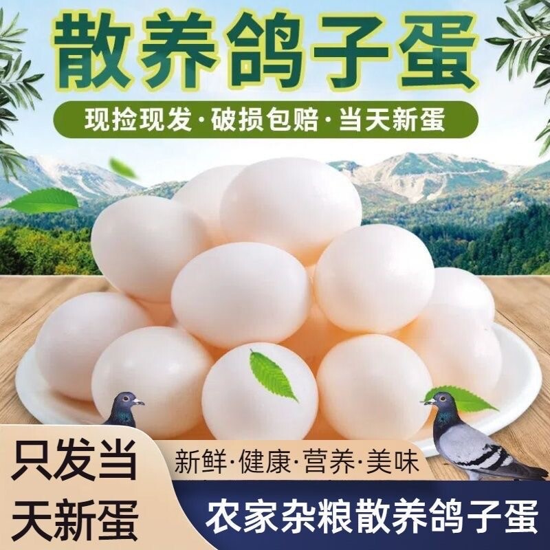 【破损包赔】新鲜草鸽子蛋20-60枚农家散养鸽子蛋草鸽蛋宝宝辅食