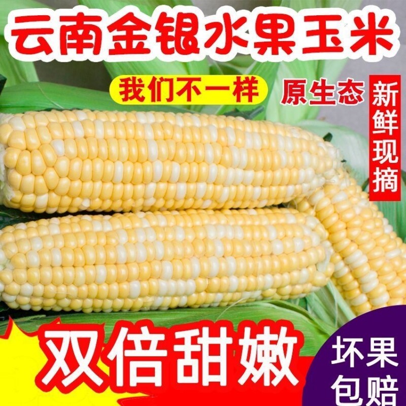 新鲜甜玉米棒云南双色水果玉米蔬菜当季农家带皮带壳带玉米须现摘
