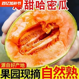 礼金+下拉14！海南正宗沙地哈密瓜5斤