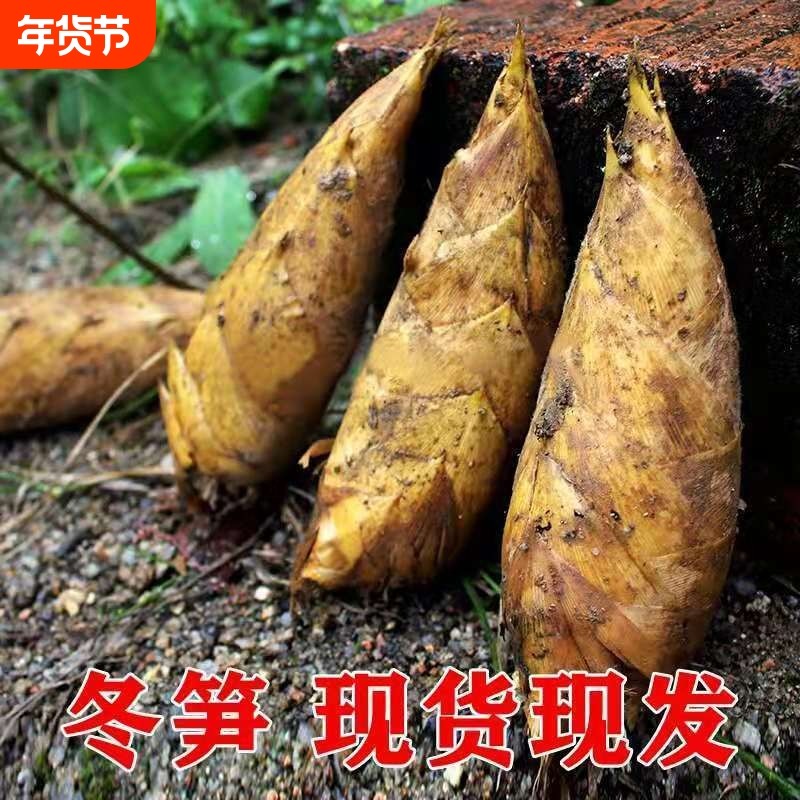 顺丰包邮浙江发货新鲜现挖冬笋毛竹笋当季高山野生楠竹笋黄泥配送
