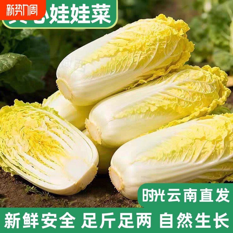 云南娃娃菜新鲜小娃娃黄心娃娃菜当天现挖火锅农家自种露天蔬菜嫩