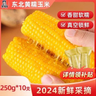 正宗东北黄糯玉米新鲜采摘