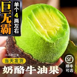 新鲜秘鲁牛油果进口哈斯鳄梨即食宝宝辅食流油山姆树熟大果顺丰