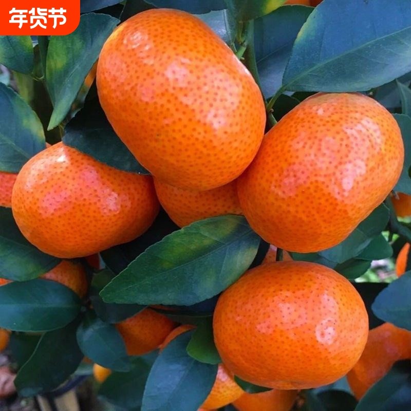 当季爆甜正宗广西砂糖橘当季新鲜水果薄皮沙糖桔子蜜桔蜜橘子香甜,水产肉类/新鲜蔬果/熟食,桔子,淘宝优惠券,粉丝福利购,淘宝优惠卷