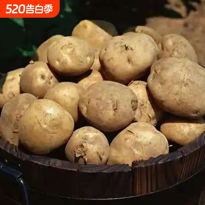 今年当季新鲜现挖黄心新土豆沙面农家土豆高山种植粉糯马铃薯