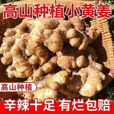云南大理现挖春姜小黄姜