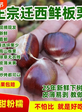 25年新货迁西板栗3113炒货100斤批发糖炒商用油栗生板栗子新鲜313