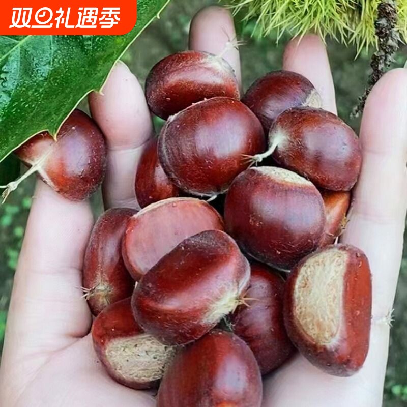带壳板栗生新鲜3113生栗子5斤甜糯油栗旗舰店毛栗子迁西鲜板栗
