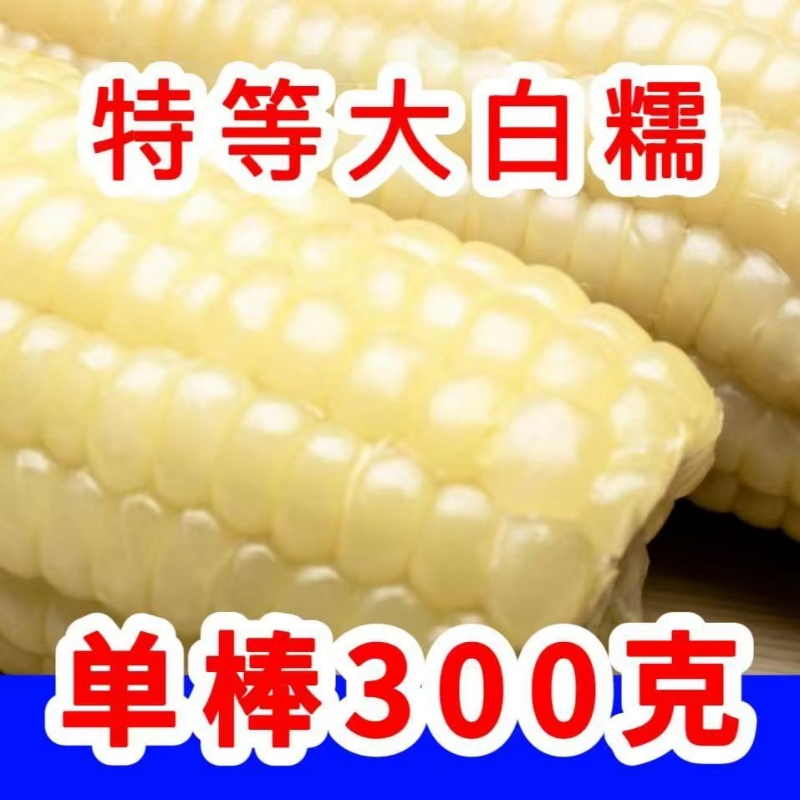 真空香甜糯玉米新鲜加热即食代餐