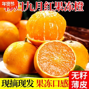 正宗九月红果冻橙湖北秭归新鲜时令水果当季整箱脐包邮橙甜橙子