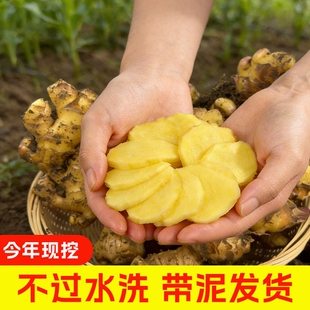 云南高山小黄姜老姜新鲜辛辣农家自种山地老辣生姜片姜汁食用当季