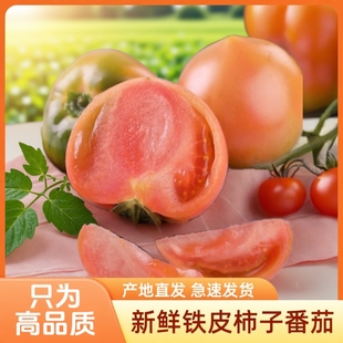 东北铁皮草莓柿子3 5斤新鲜蔬菜沙瓤自然熟绿腚碱地生吃水果番茄