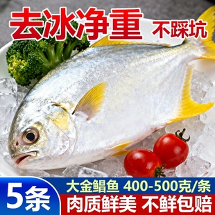 新鲜大金鲳鱼约5斤5条鲜活速冻海鲜水产金昌鱼银鲳鱼大个海鱼扁鱼