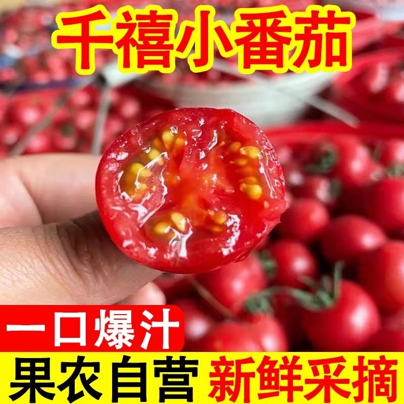 【正宗千禧】新鲜采摘千禧小番茄小西红柿新鲜孕妇水果樱桃圣女果,水产肉类/新鲜蔬果/熟食,番茄,淘宝优惠券,粉丝福利购,淘宝优惠卷