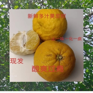 很酸湖北臭皮柑自然生长遍地有新鲜酸抛柑当季时令水果酸柑子