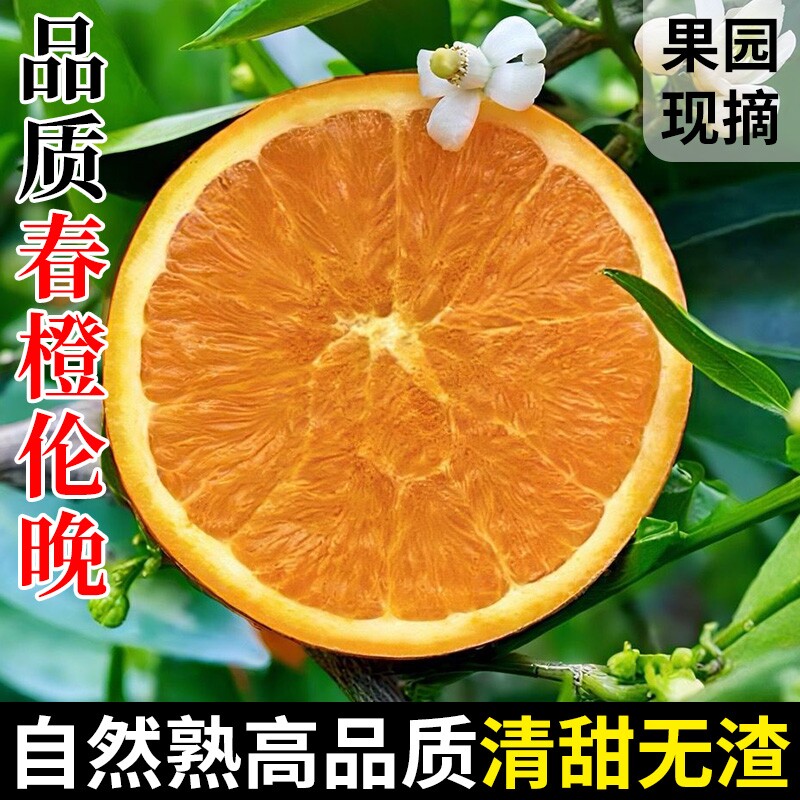 秭归伦晚春橙新鲜当季水果湖北时令大果纽荷尔包邮果冻整箱甜橙子