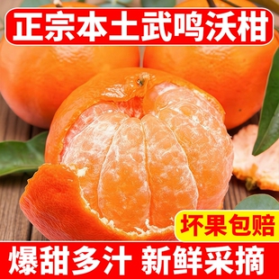 正宗广西武鸣沃柑水果柑橘当季新鲜砂糖皇帝蜜柑橘子桔子10现摘斤